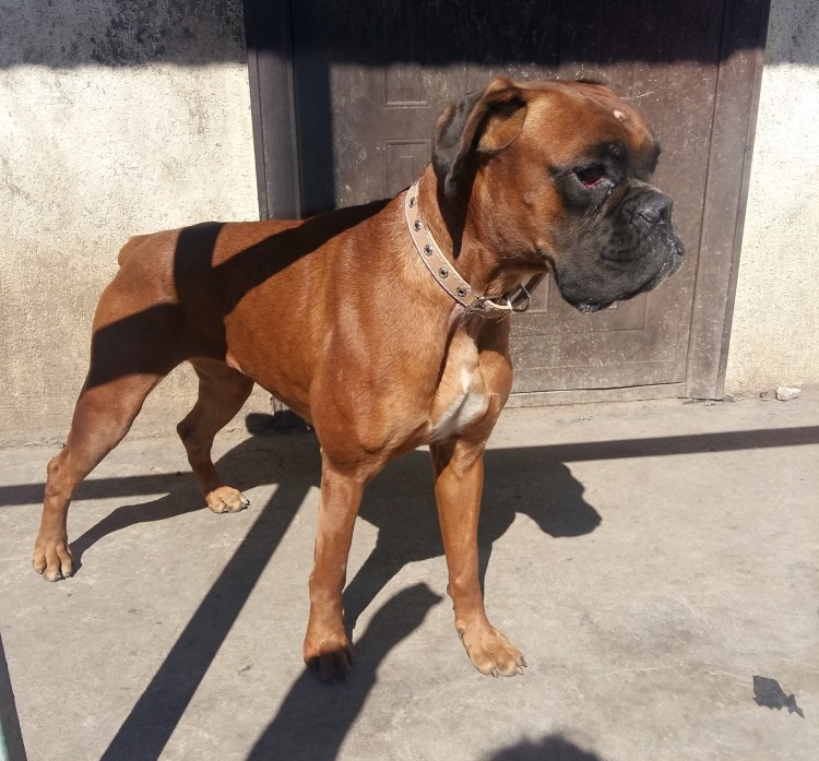 Собаки похожие на борсероа