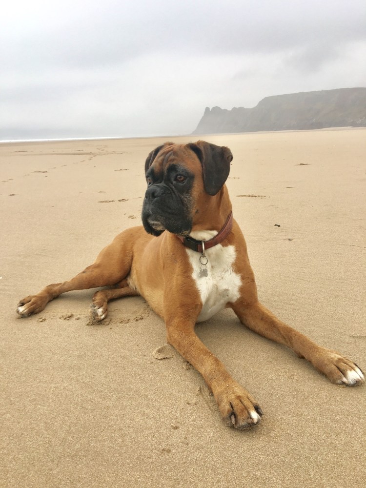 Бульдог немецкий и боксер