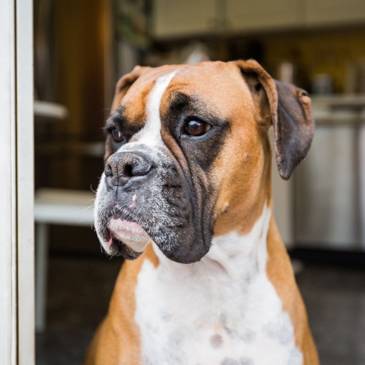 Немецкий боксёр