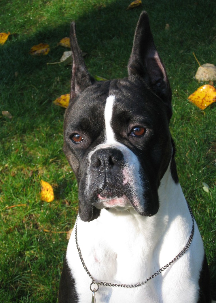 Боксёр порода собак