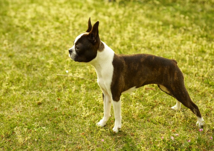 Метис Бульмастиф ротвейлер