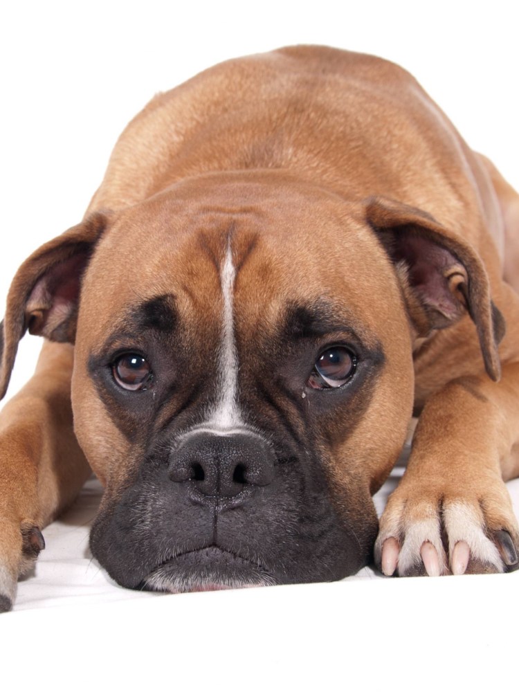 Немецкий боксёр