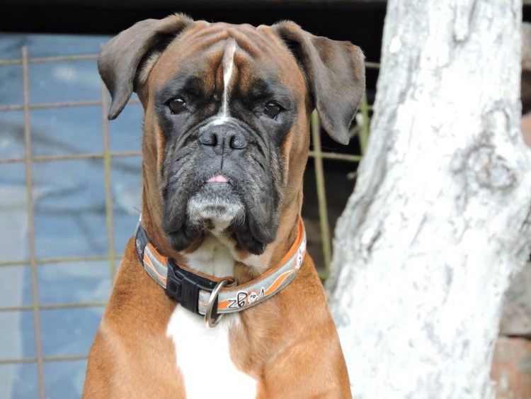 Боксёр порода собак