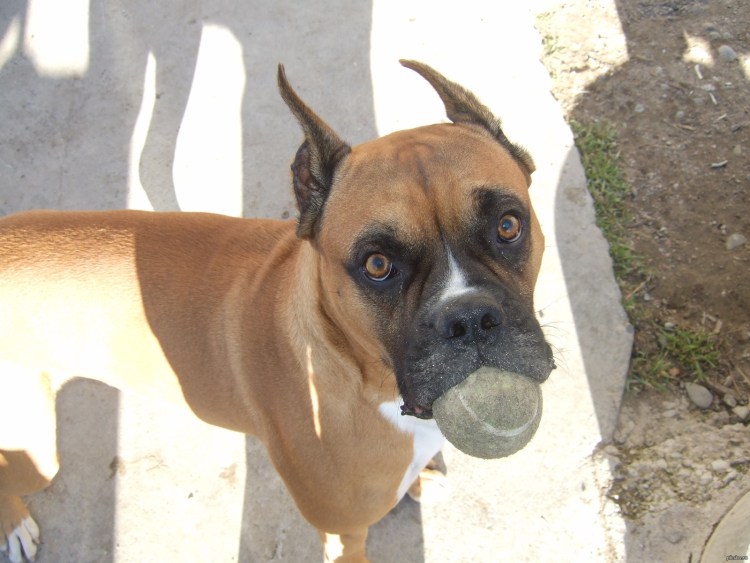 Королевский боксер собака