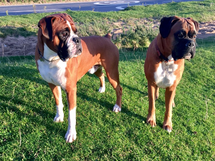 Боксёр собака