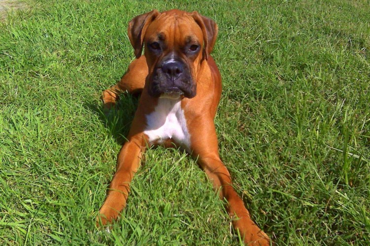 Опасные собаки