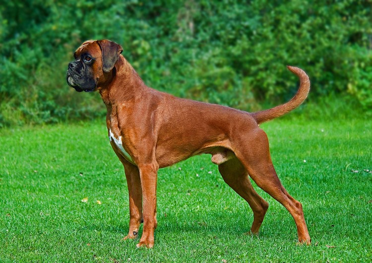 Костюм боксера для собаки