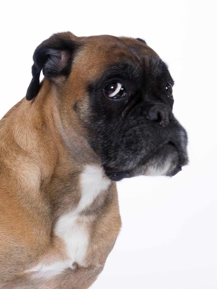 Немецкий боксёр