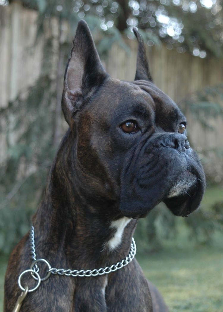 Боксёр порода собак