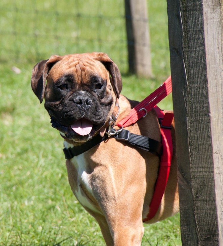 Боксёр собака