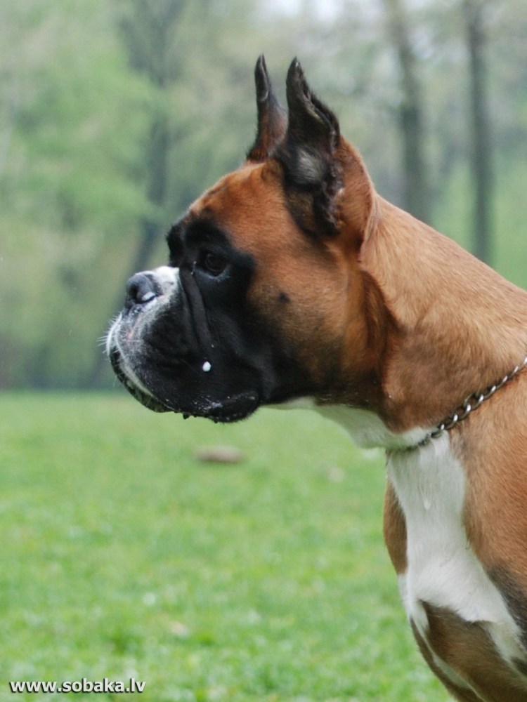 Порода боксер