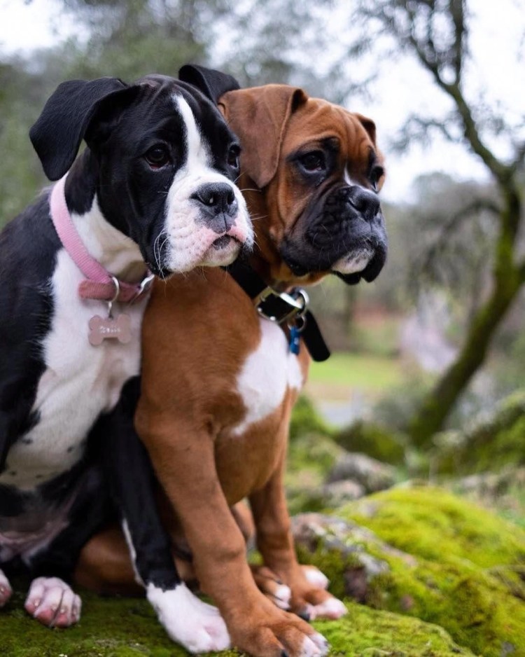 Тигровый боксер