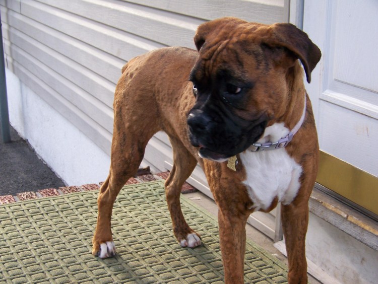 Риджбек боксер