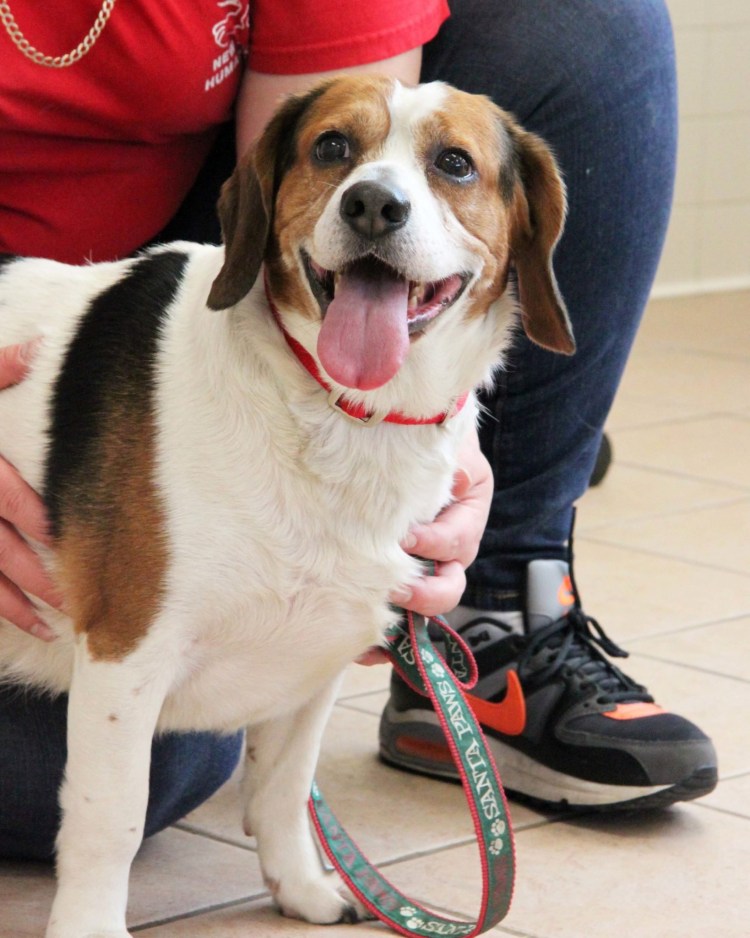 Собачка породы Честер