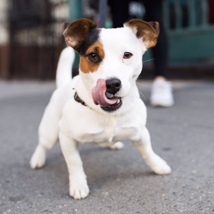 Джек Рассел