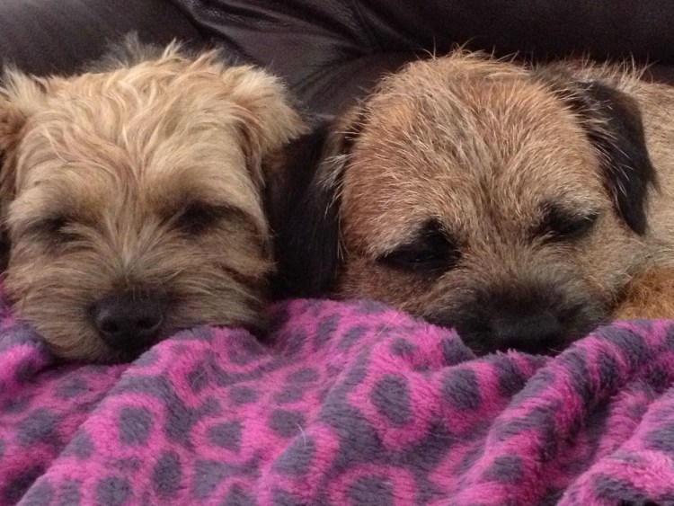 Американский бульдог коричневый