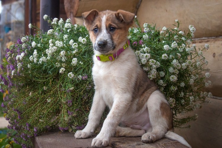 Честер порода собак щенки