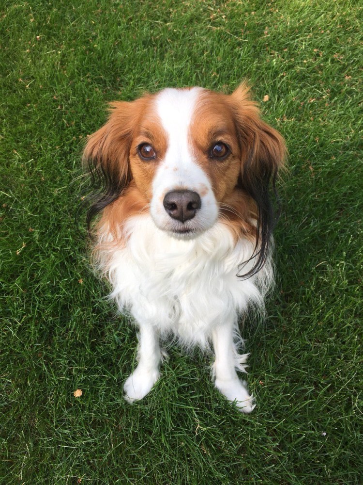 Щенок Честер