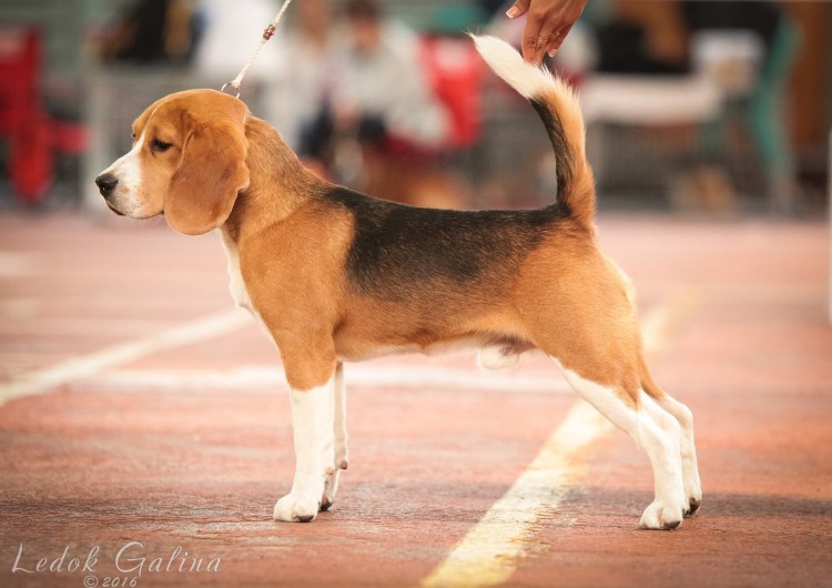 Коикерхондье Рокси