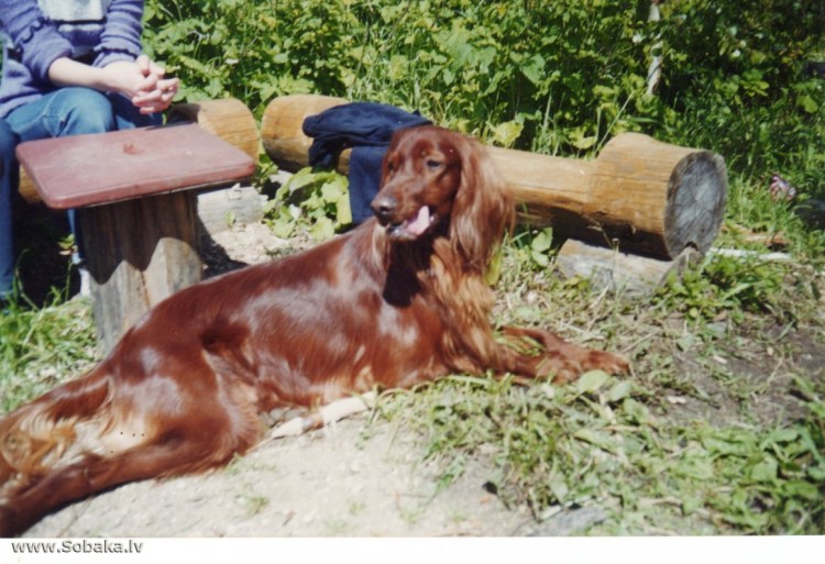 Джек-Рассел-терьер коротколапый