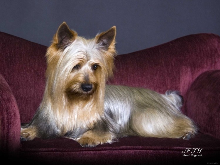 Сиба ину недовольная