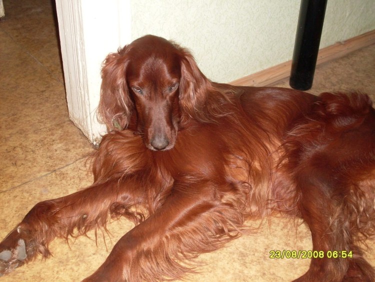 Шотландский скотч терьер