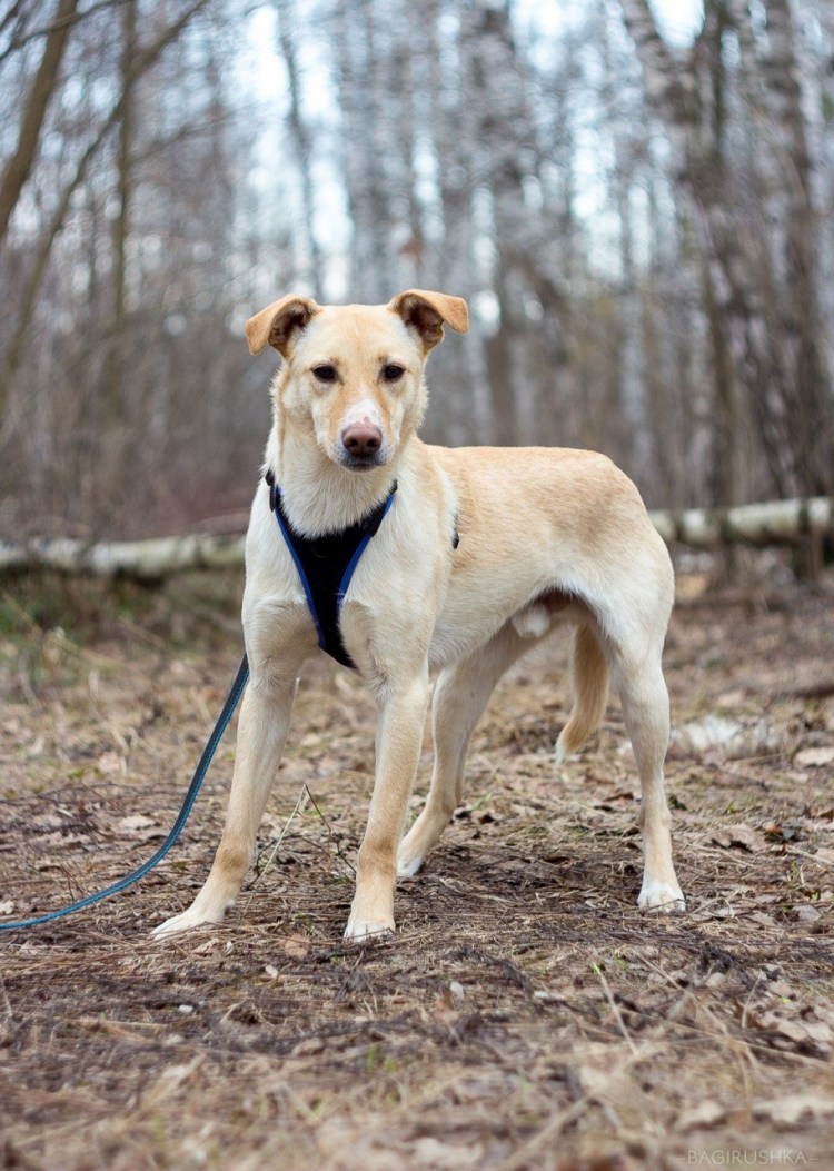 Честер терьер