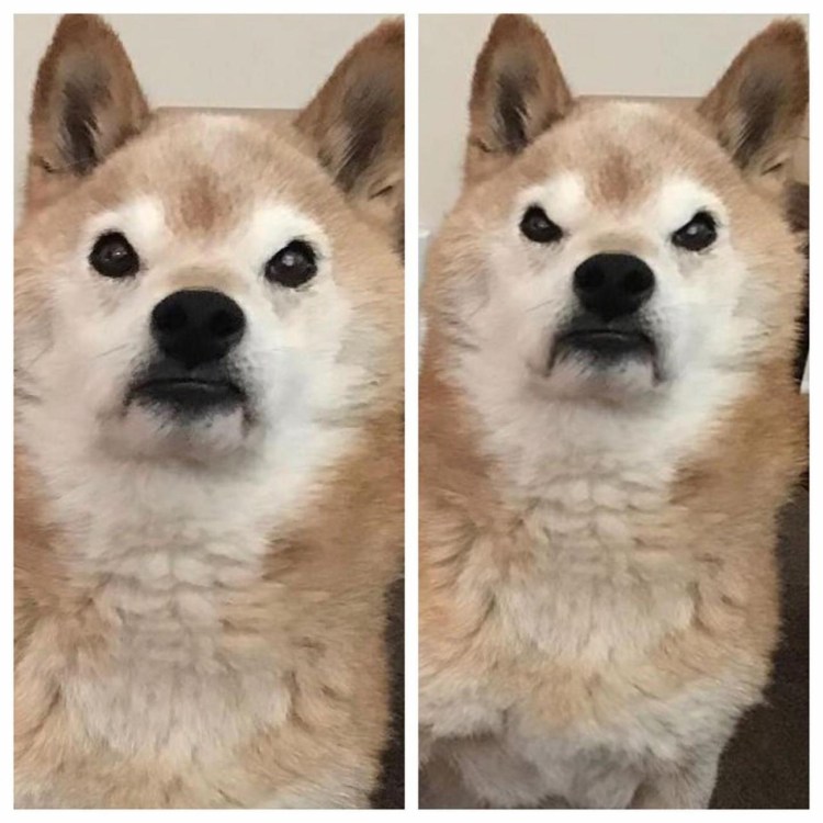 Американский стаффордширский терьер