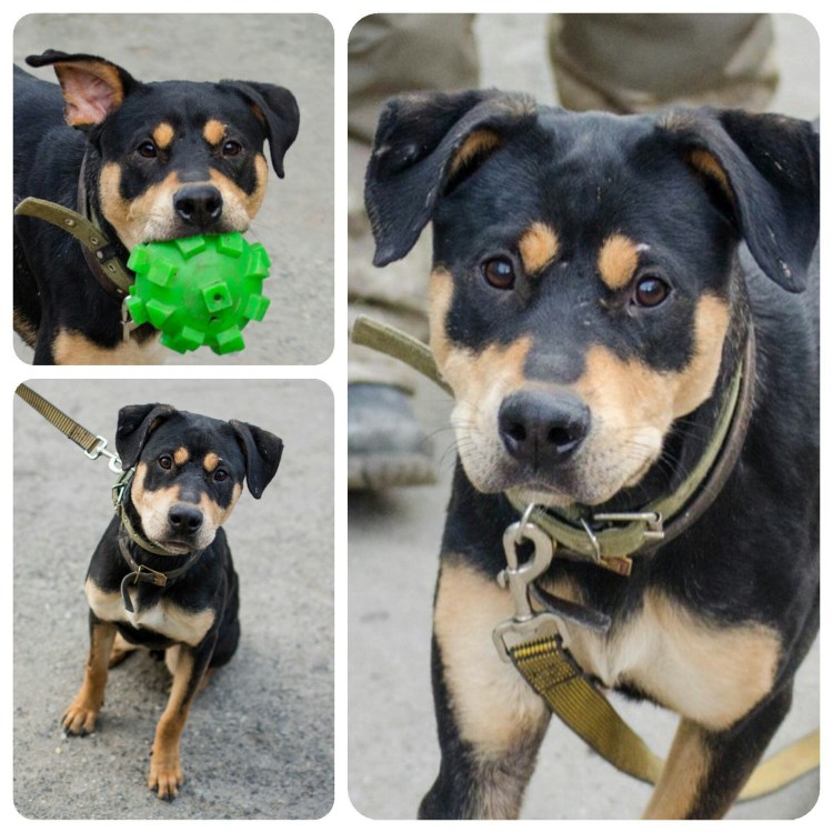 Спаниель кавалер