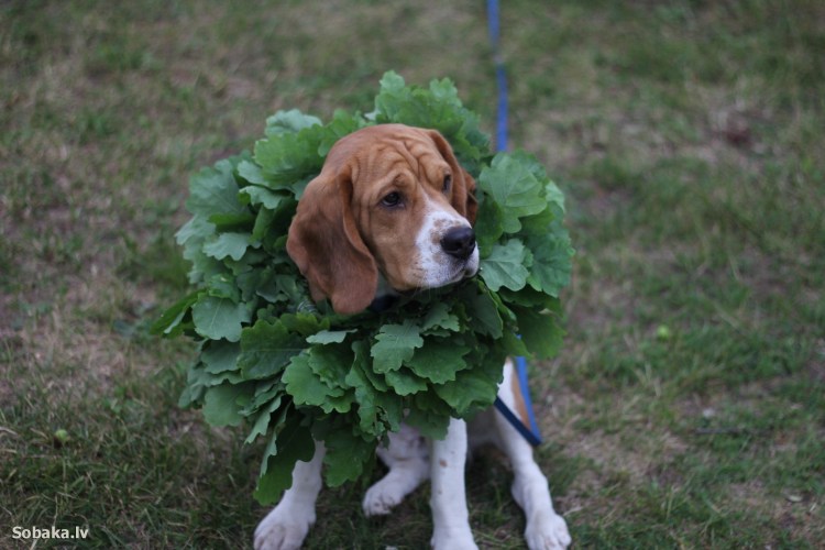 Честер собака фото