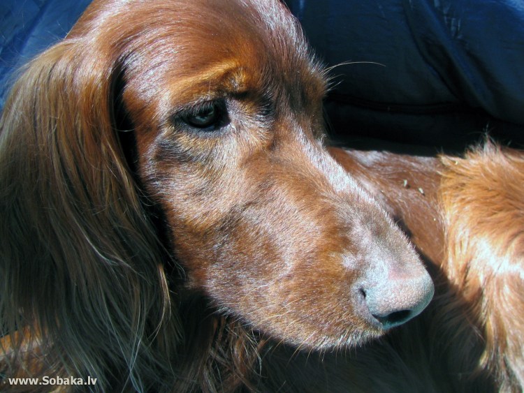 Староанглийский бультерьер