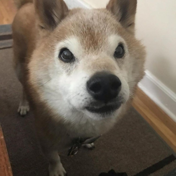 Боксер пятнистый