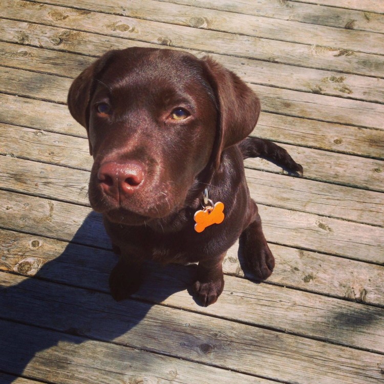 Порода собак Честер