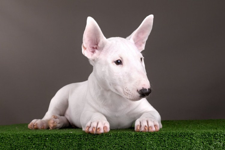 Сибарина порода собак