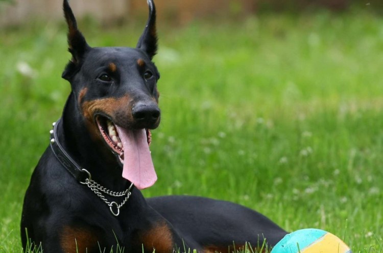 Порода собак Честер