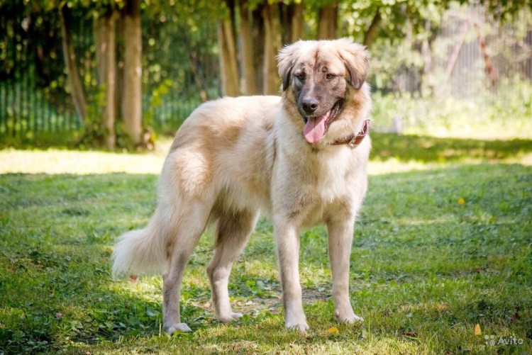 Честер собака фото