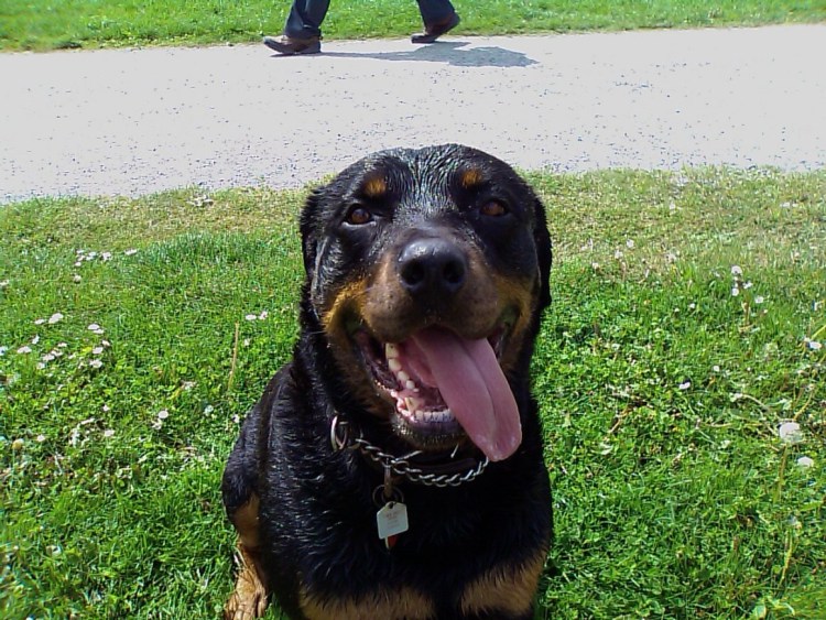 Джек Рассел охотничья