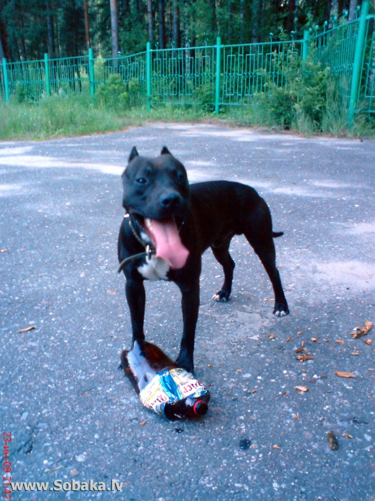 Бигль карликовый