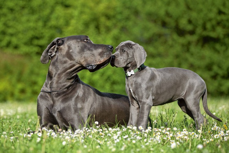 Честер собака Мем