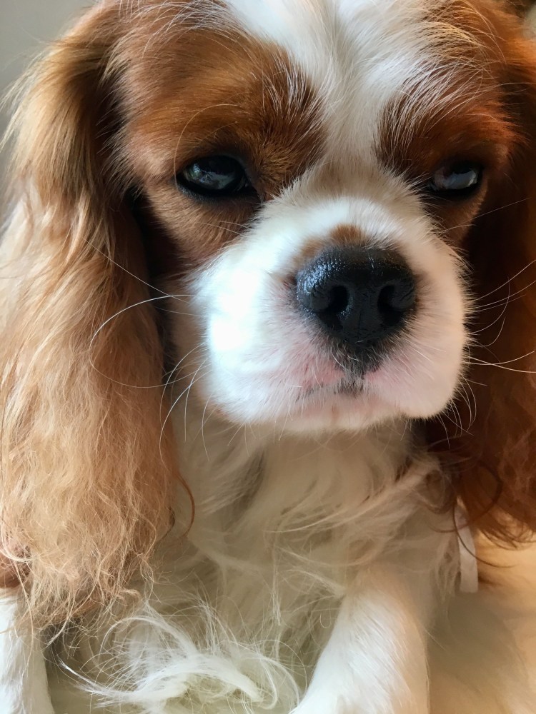 Порода собак Честер