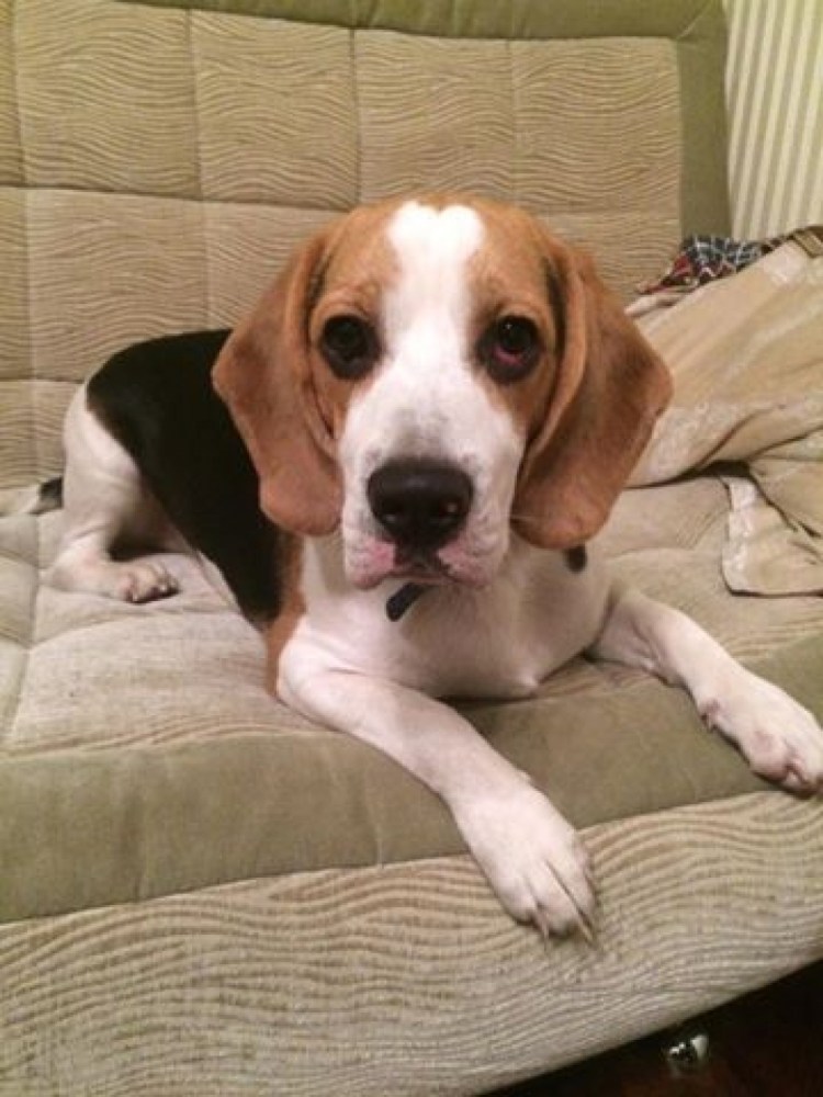 Британский бульдог собака