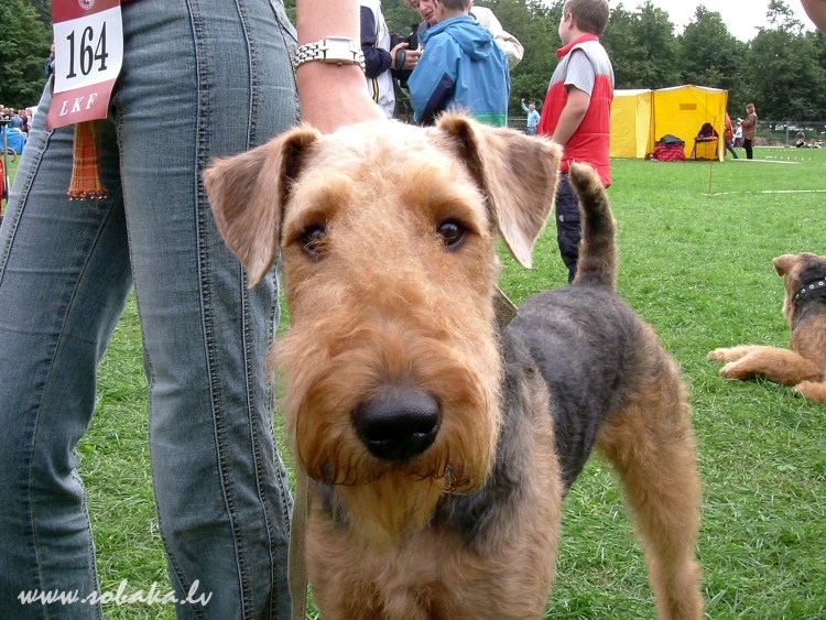 Бультерьер снап