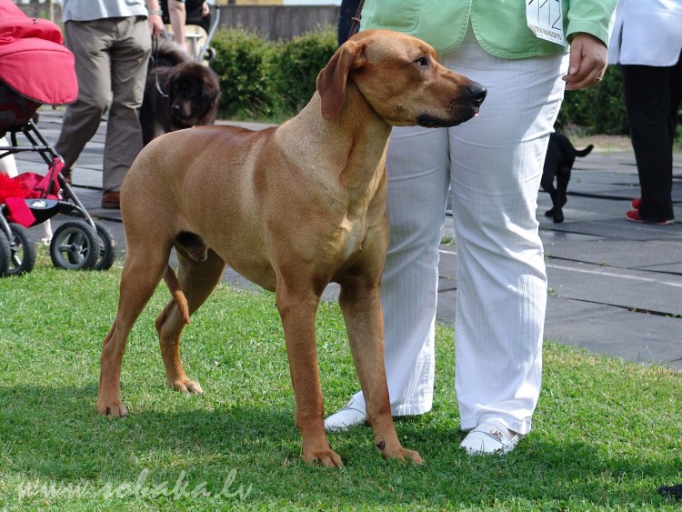 Порода собак Честер