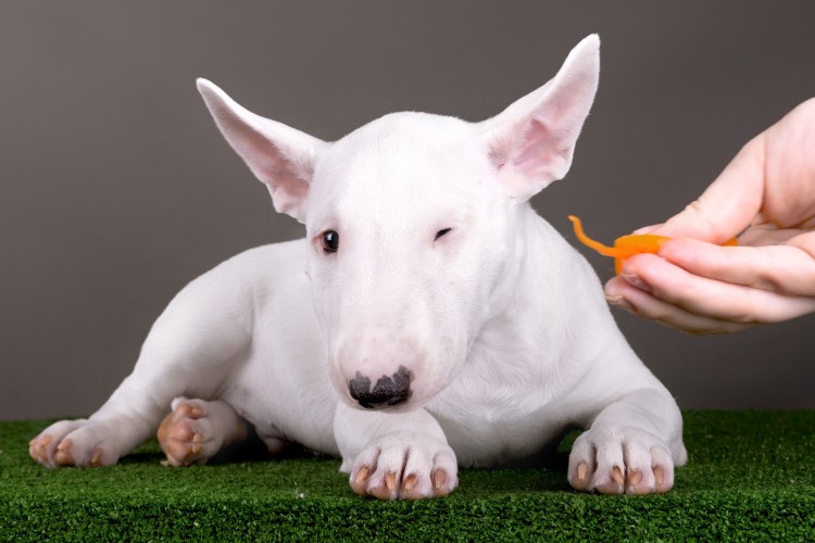 Бигль щенок девочка