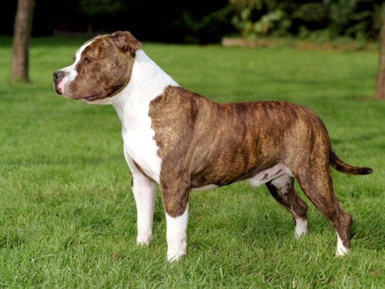 Ам стаффордширский терьер белый