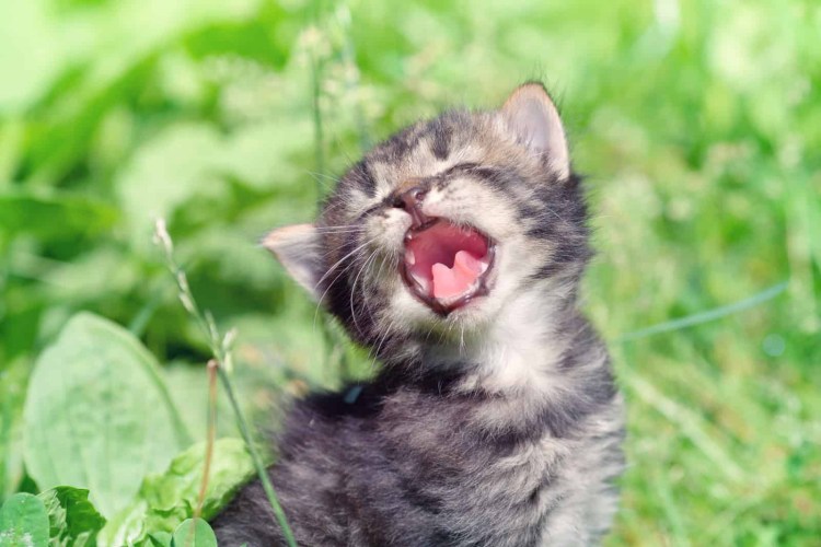 Котенок мяукает