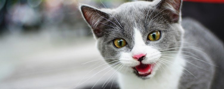 Серая белая кошка