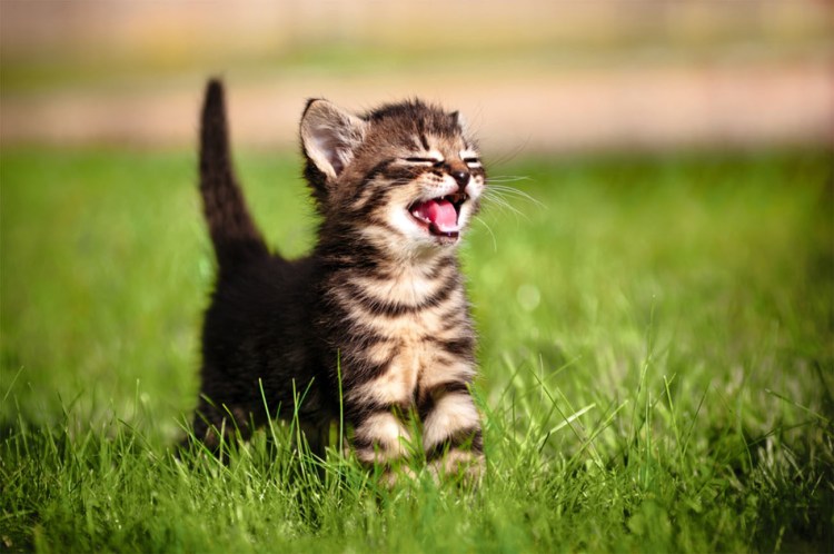 Красивые котята