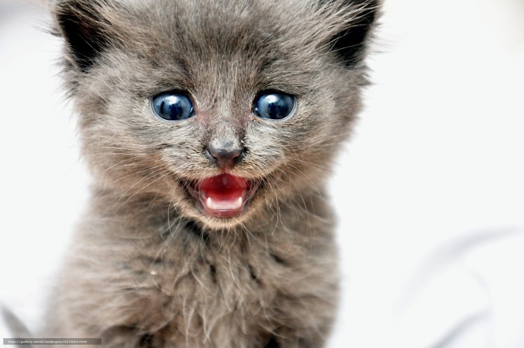 Смешные котята