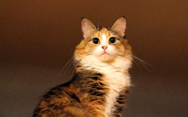 Кошка мяучит